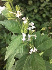 Hypoestes forskaolii