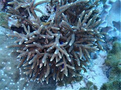 Acropora muricata