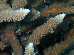 Acropora muricata