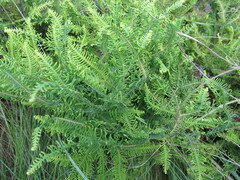 Sticherus umbraculifer