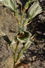Chloraea bletioides
