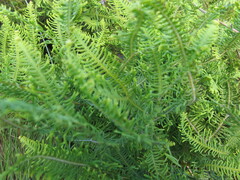 Sticherus umbraculifer