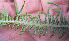 Sticherus umbraculifer