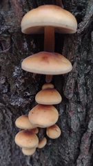 Hypholoma capnoides