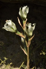 Chloraea bletioides