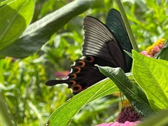 Papilio paris