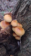 Hypholoma capnoides