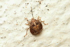 Antiteuchus tripterus