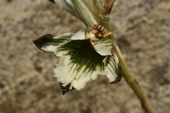 Chloraea bletioides