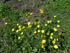 Ranunculus bulbosus