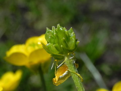 Ranunculus bulbosus