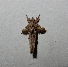 Callopistria guttulalis