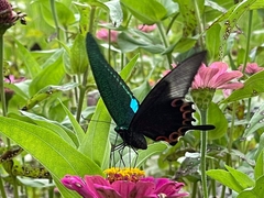 Papilio paris