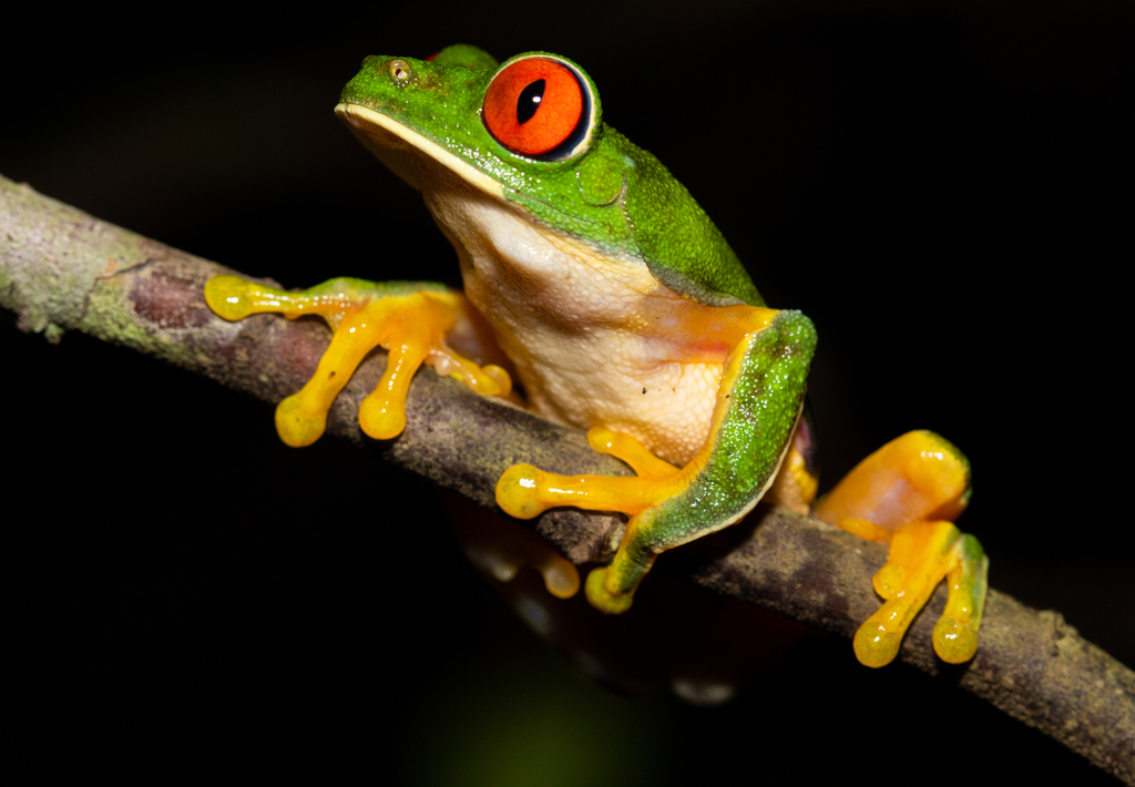 Taylor's Leaf Frog from Huimanguillo, Tab., México on December 05, 2022 ...