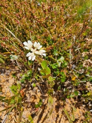 Xanthosia rotundifolia