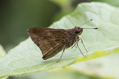 Psoralis stacara