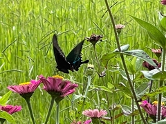 Papilio paris