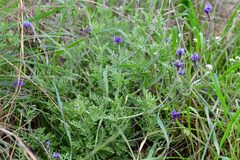 Lavandula multifida