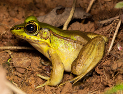 Lithobates vaillanti