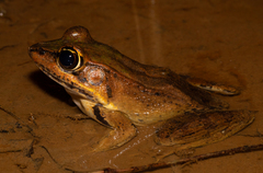 Lithobates vaillanti