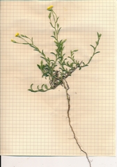 Croptilon rigidifolium