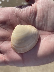 Eucallista purpurata