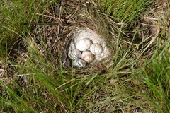Junco hyemalis montanus