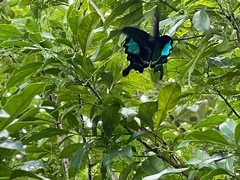 Papilio paris