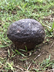 Calvatia lilacina