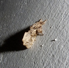 Callopistria guttulalis