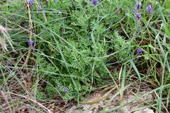 Lavandula multifida