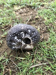 Calvatia lilacina