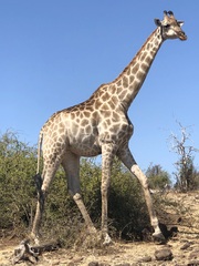 Giraffa camelopardalis