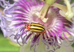 Disonycha spilotrachela