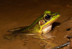 Lithobates vaillanti