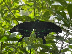 Papilio paris
