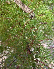 Hakea lissocarpha