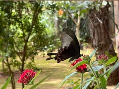 Papilio paris