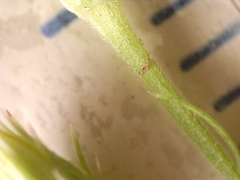 Croptilon rigidifolium