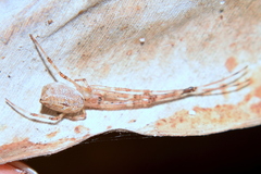 Tylorida