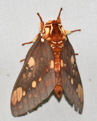 Citheronia hamifera