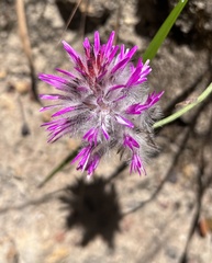 Ptilotus manglesii