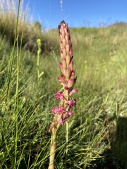 Satyrium longicauda image