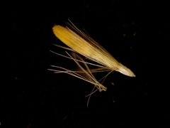 Croptilon rigidifolium