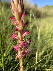 Satyrium longicauda image