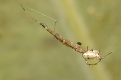 Tylorida
