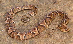 Xenodon rabdocephalus
