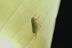 Versigonalia vermiculata