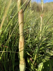 Satyrium longicauda image