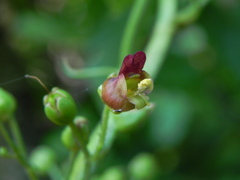 Scrophularia scopolii